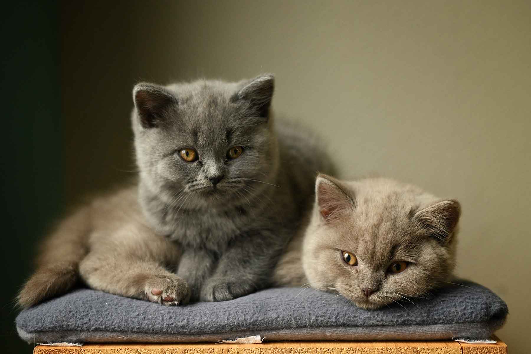 英国短毛猫 British Shorthair