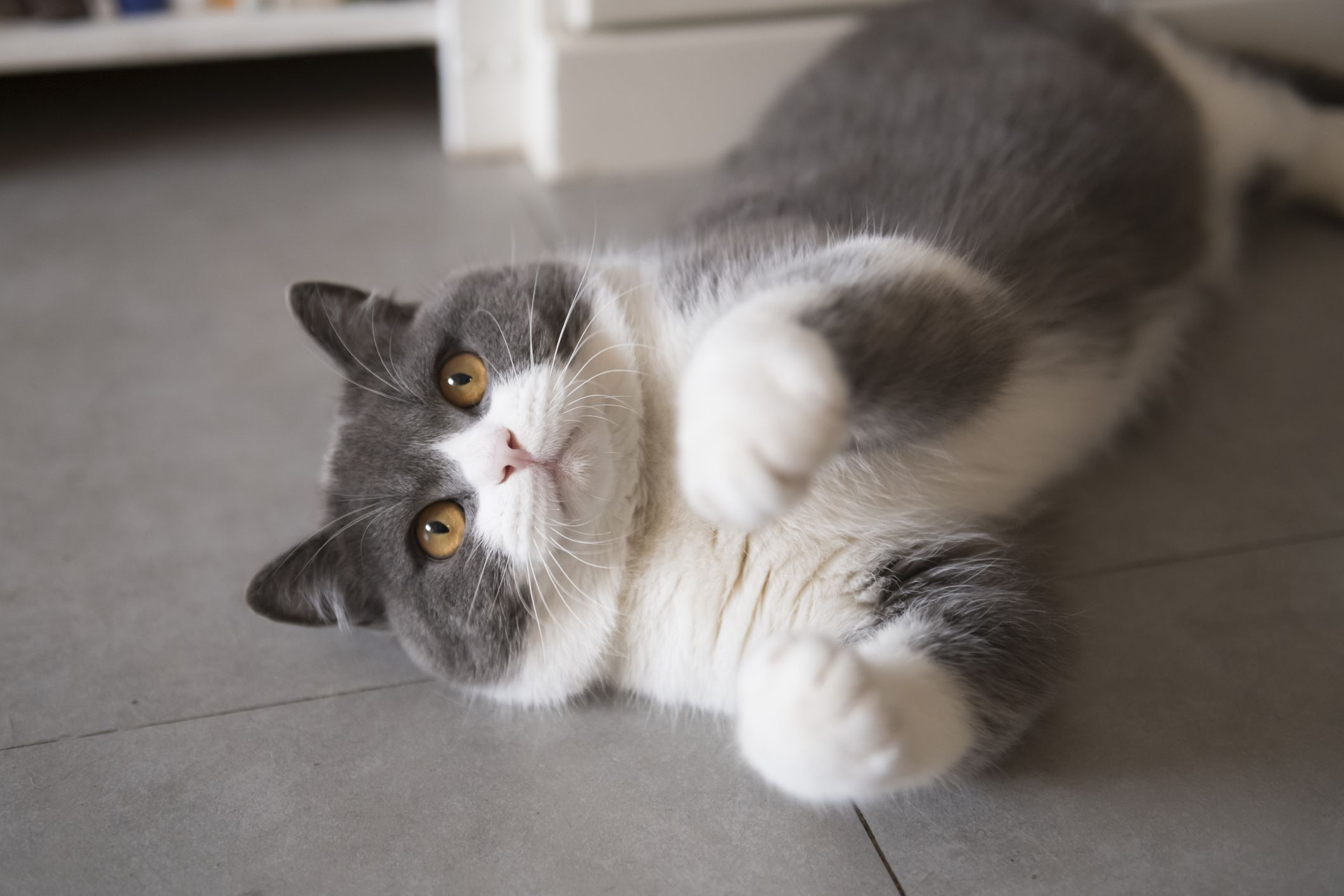 英国短毛猫 British Shorthair