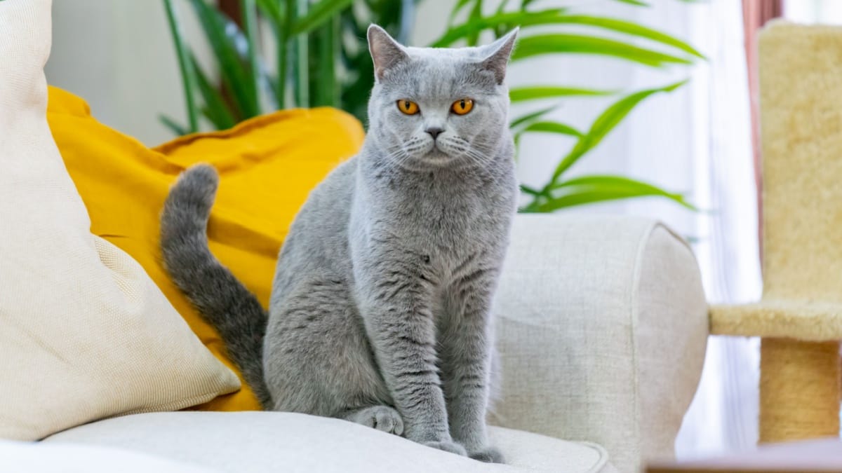 英国短毛猫 British Shorthair