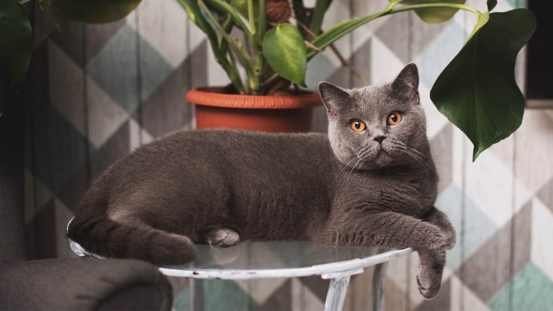 英国短毛猫 British Shorthair