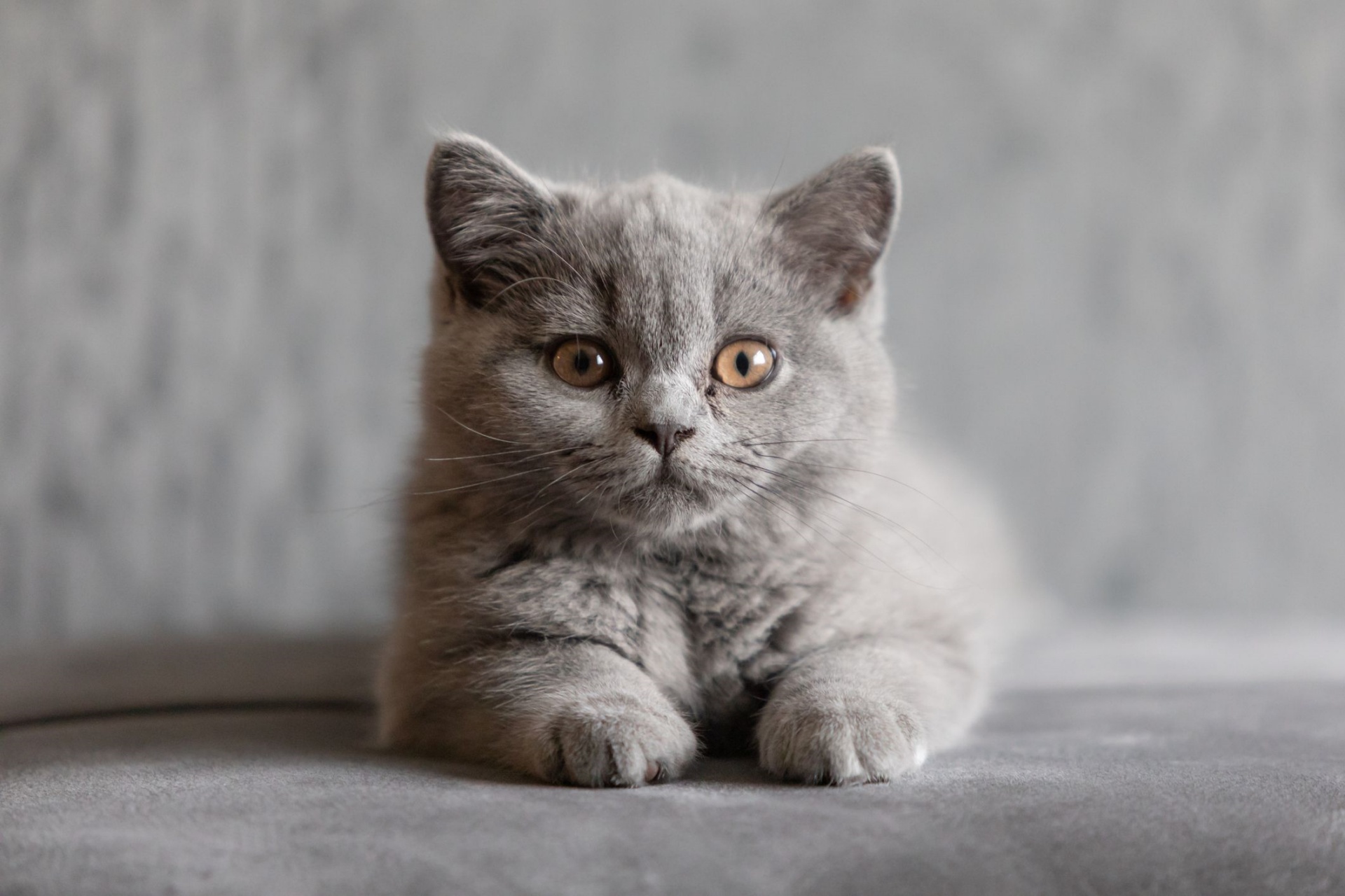 英国短毛猫 British Shorthair