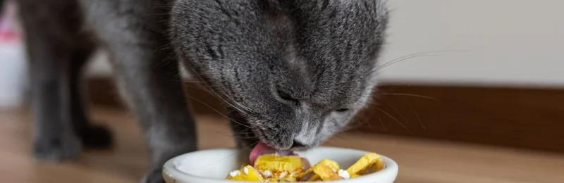 猫粮 Cat Food
