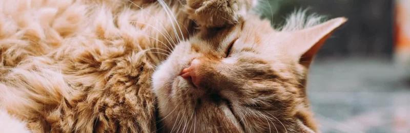 猫咪智商 Cat Intelligence