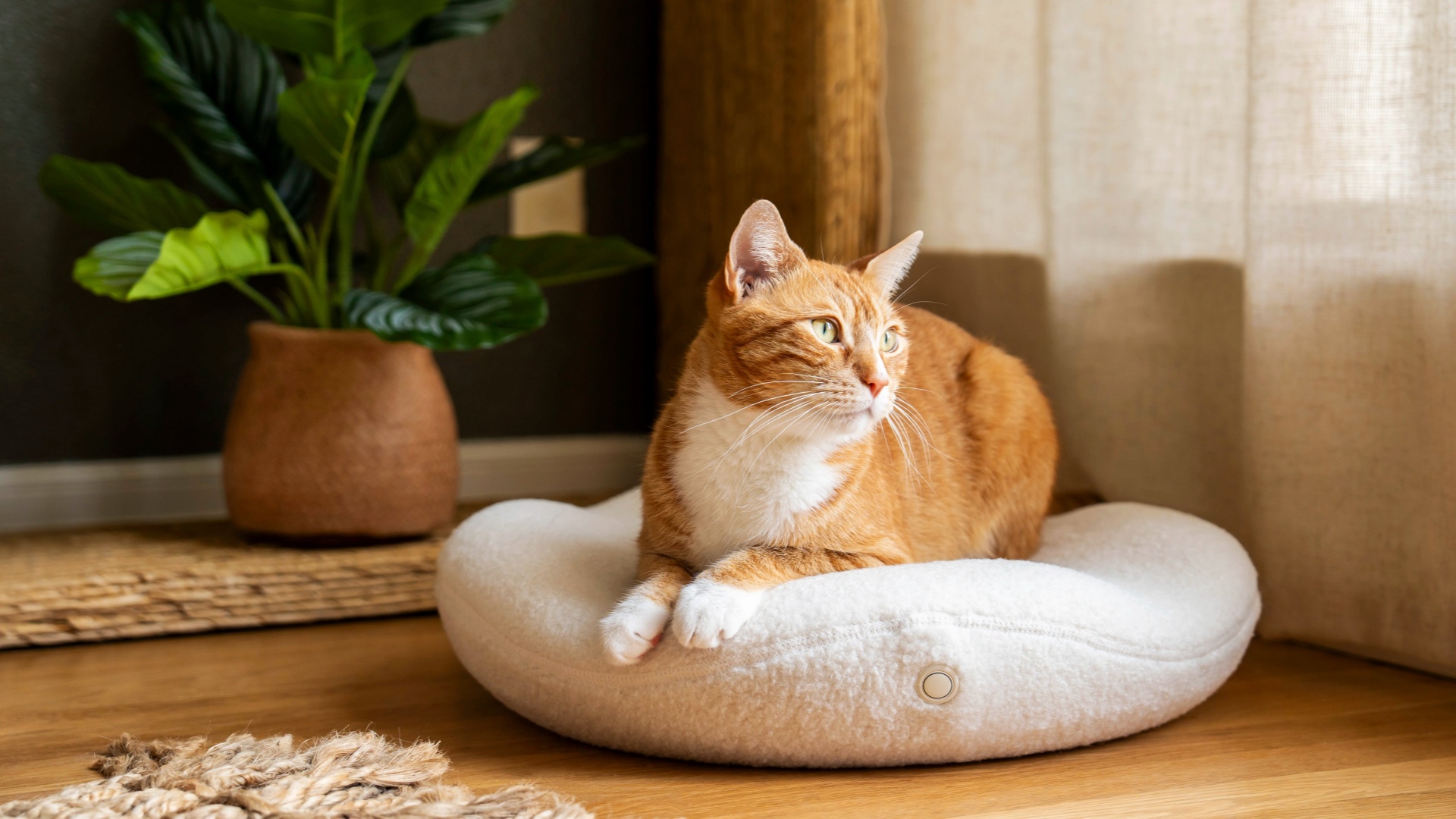 猫咪床 Cat bed