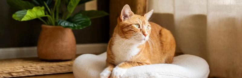 猫咪床 Cat bed