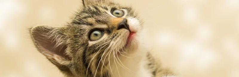 猫咪绝育 Cat sterilization