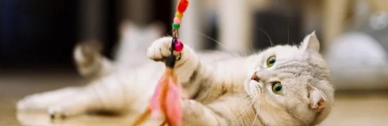 猫咪玩具 Cat toys