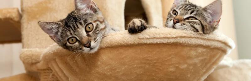 猫爬架 Cat tree