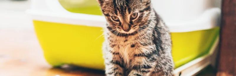 猫咪乱尿 Cat urinating randomly
