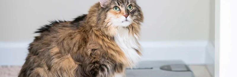 猫咪减肥 Cat weight loss
