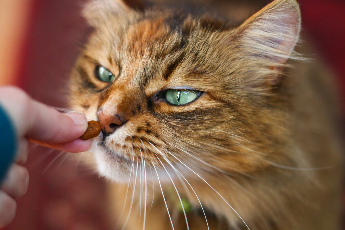 猫咪挑食 Cats are picky eaters