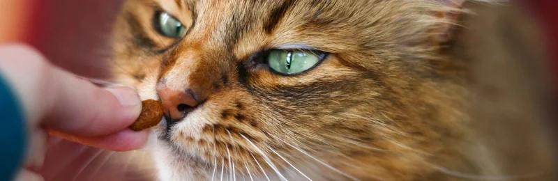猫咪挑食 Cats are picky eaters