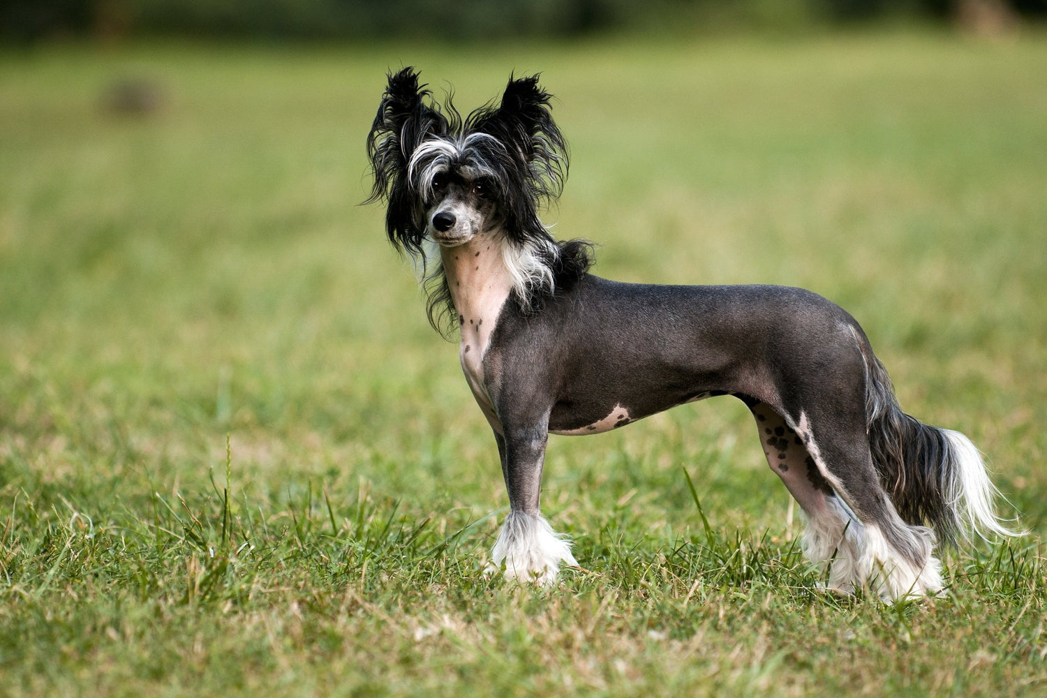 中国冠毛犬 Chinese Crested Dog