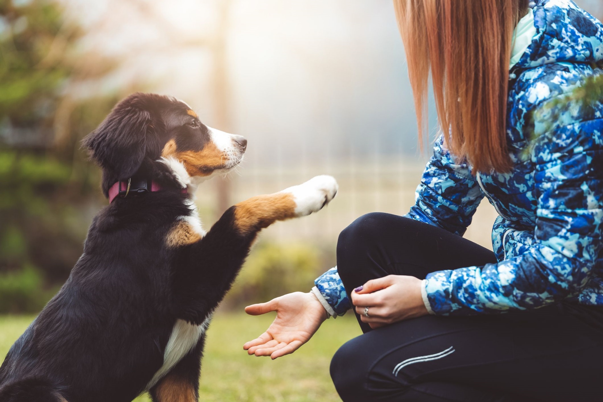 狗狗训练 Dog Training