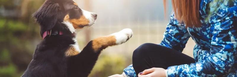 狗狗训练 Dog Training