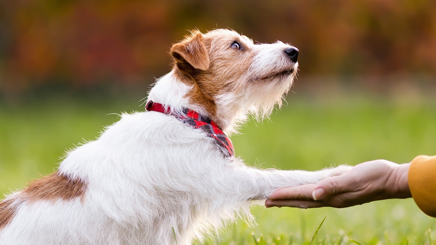 狗狗训练 Dog Training