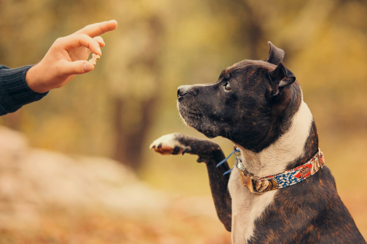 狗狗训练 Dog Training