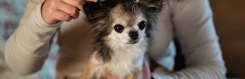 狗狗护理 Dog care
