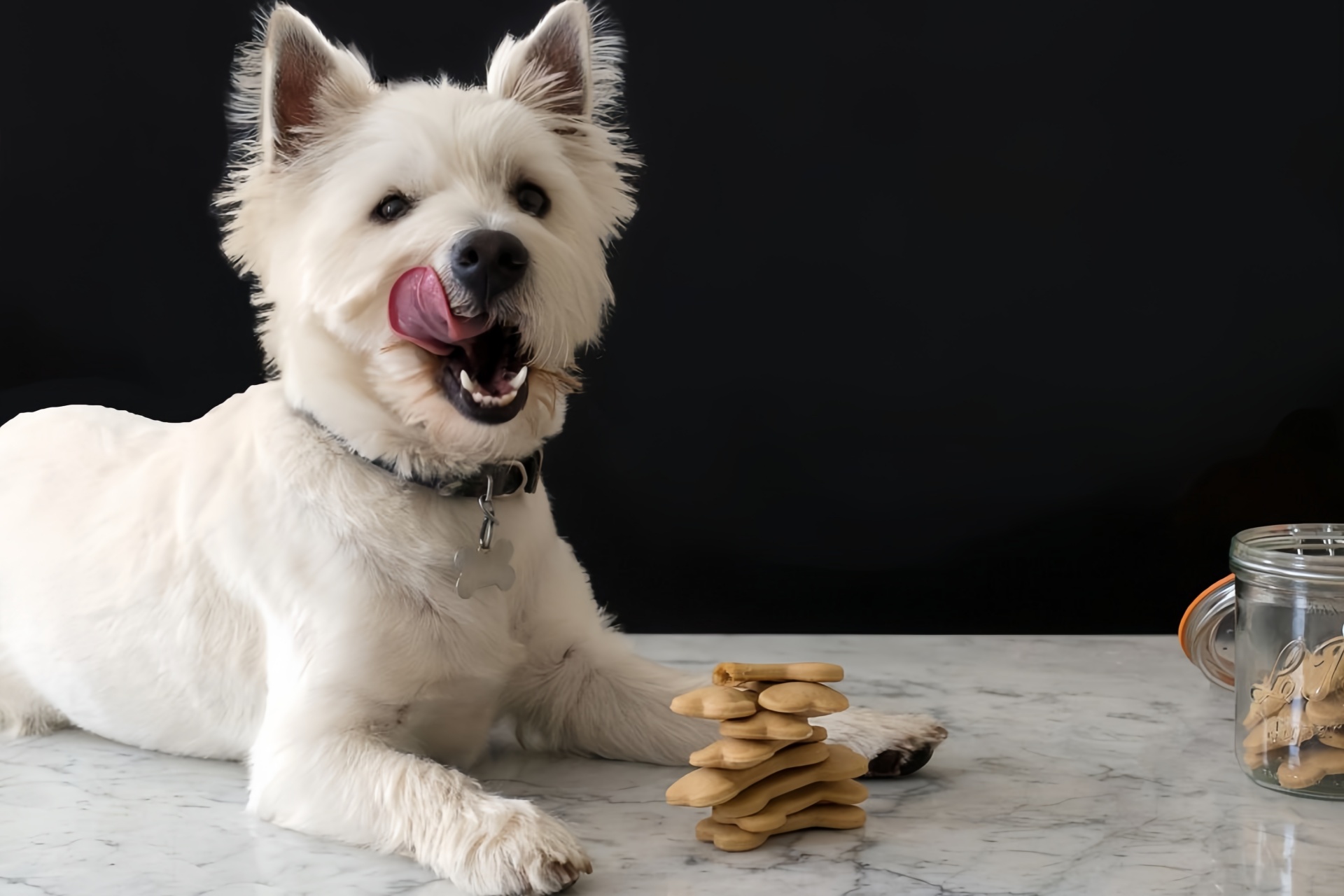 狗狗零食 Dog snacks