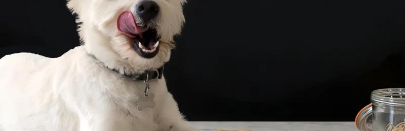 狗狗零食 Dog snacks