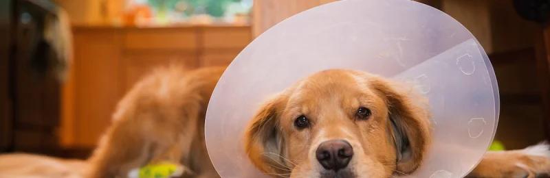 狗狗绝育 Dog sterilization