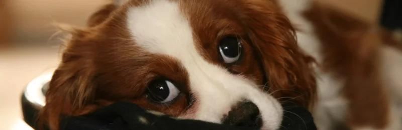 狗狗生气 Dogs get angry