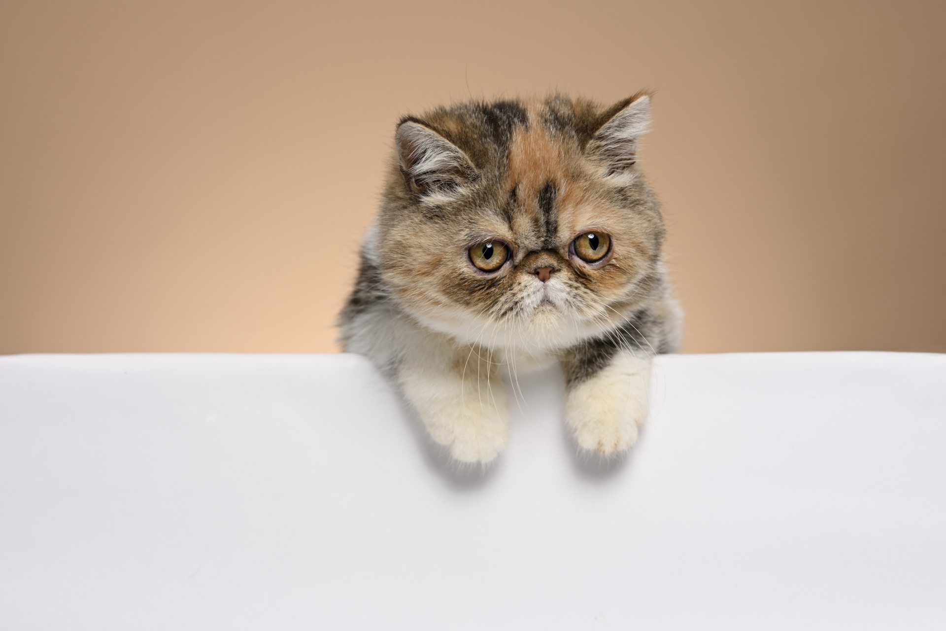 异国短毛猫 Exotic Shorthair