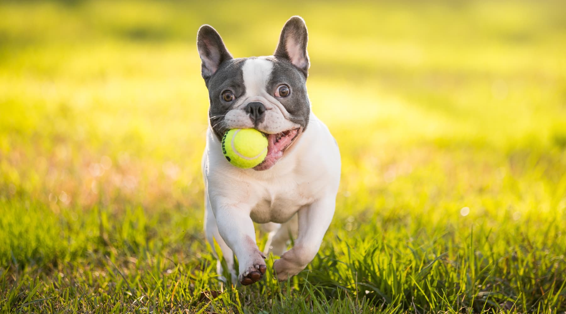 法国斗牛犬 FRENCH BULLDOG