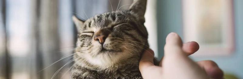 猫痤疮 Feline Acne