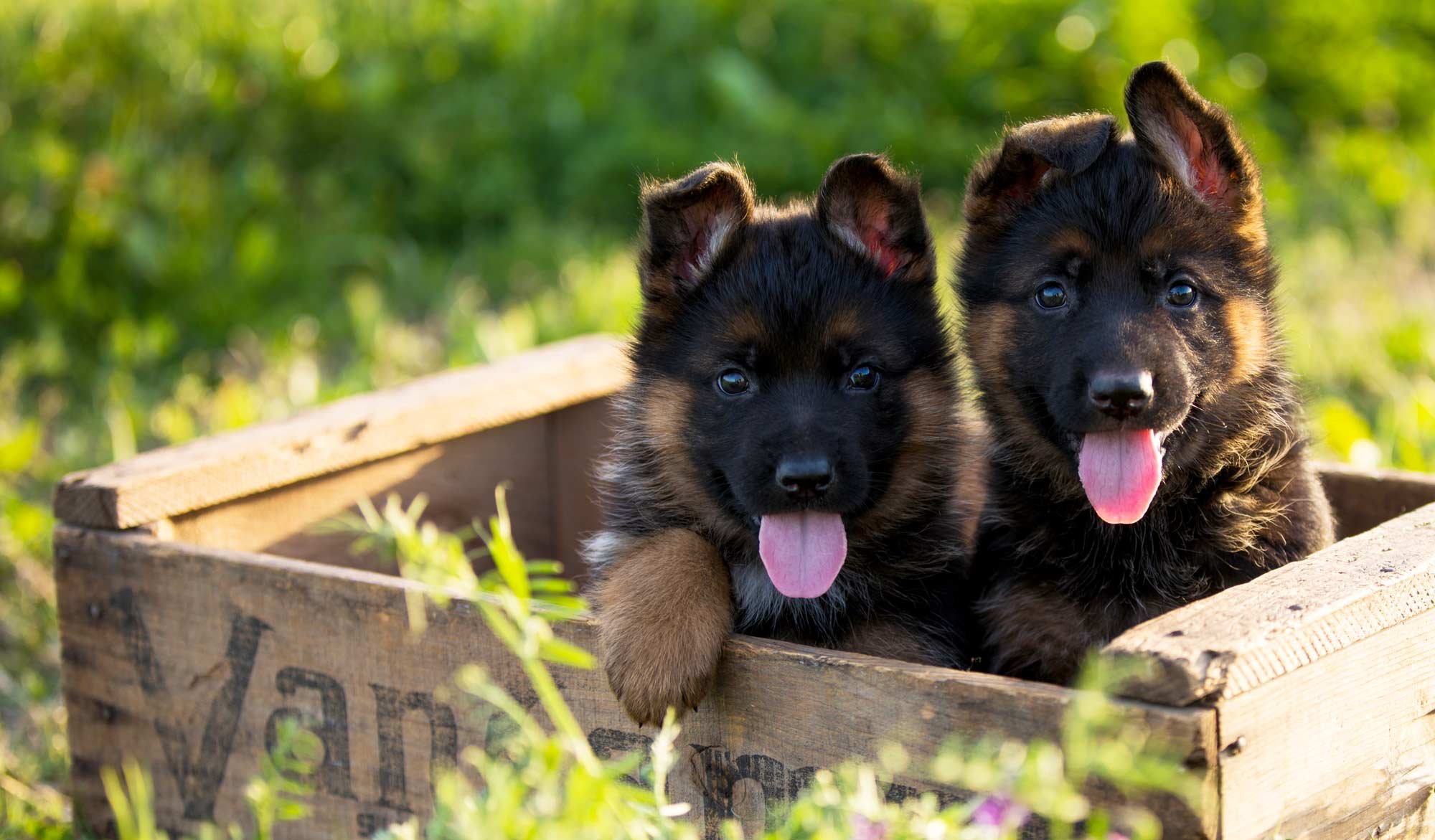 德国牧羊犬 German shepherds