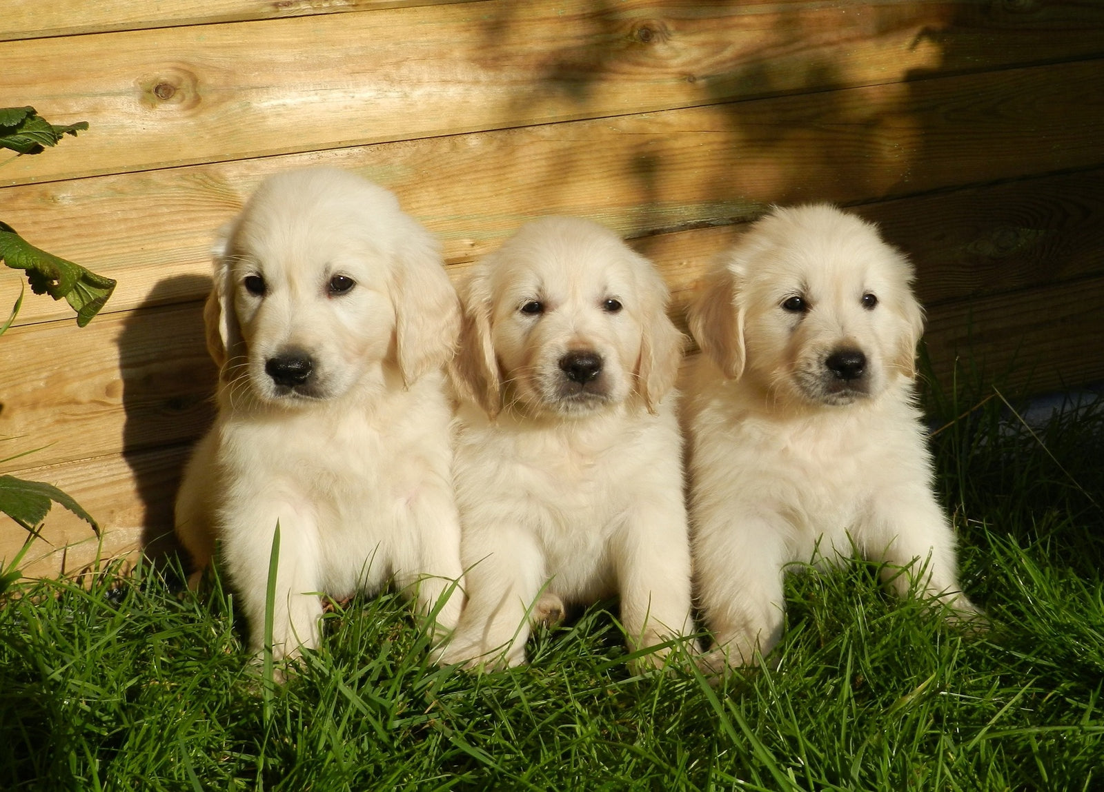 金毛寻回犬 Golden Retriever