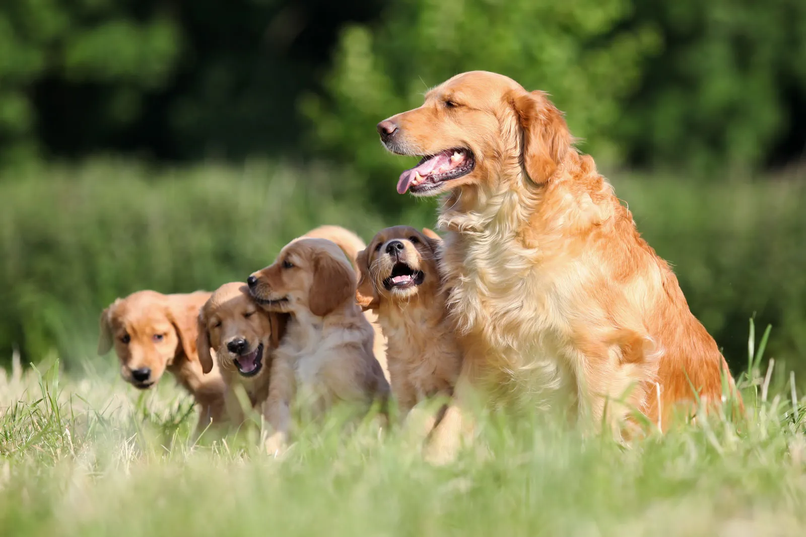 金毛寻回犬 Golden Retriever