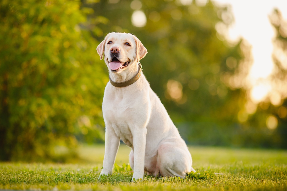 拉布拉多巡回犬 Labrador Retriever