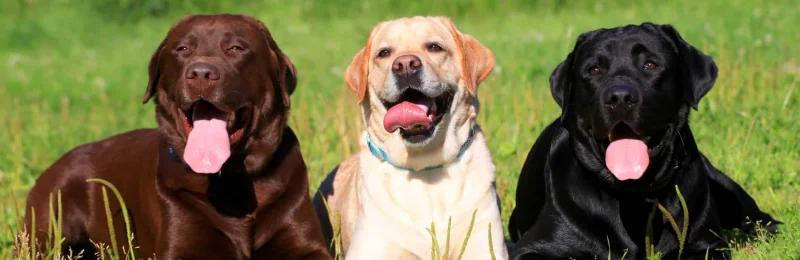 拉布拉多巡回犬 Labrador Retriever