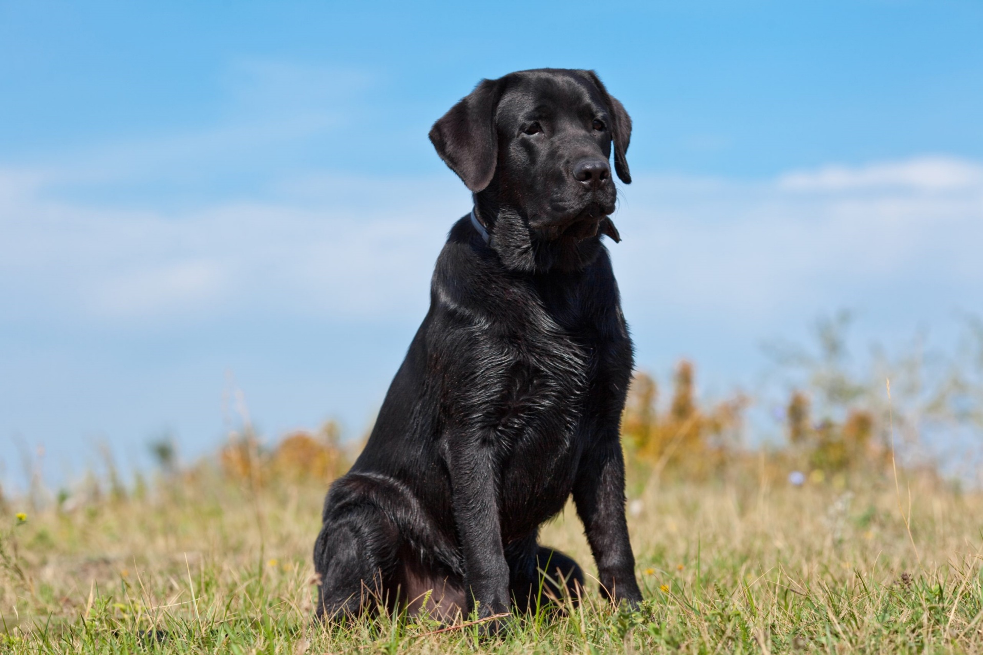 拉布拉多寻回犬 Labrador Retriever