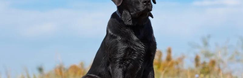 拉布拉多寻回犬 Labrador Retriever