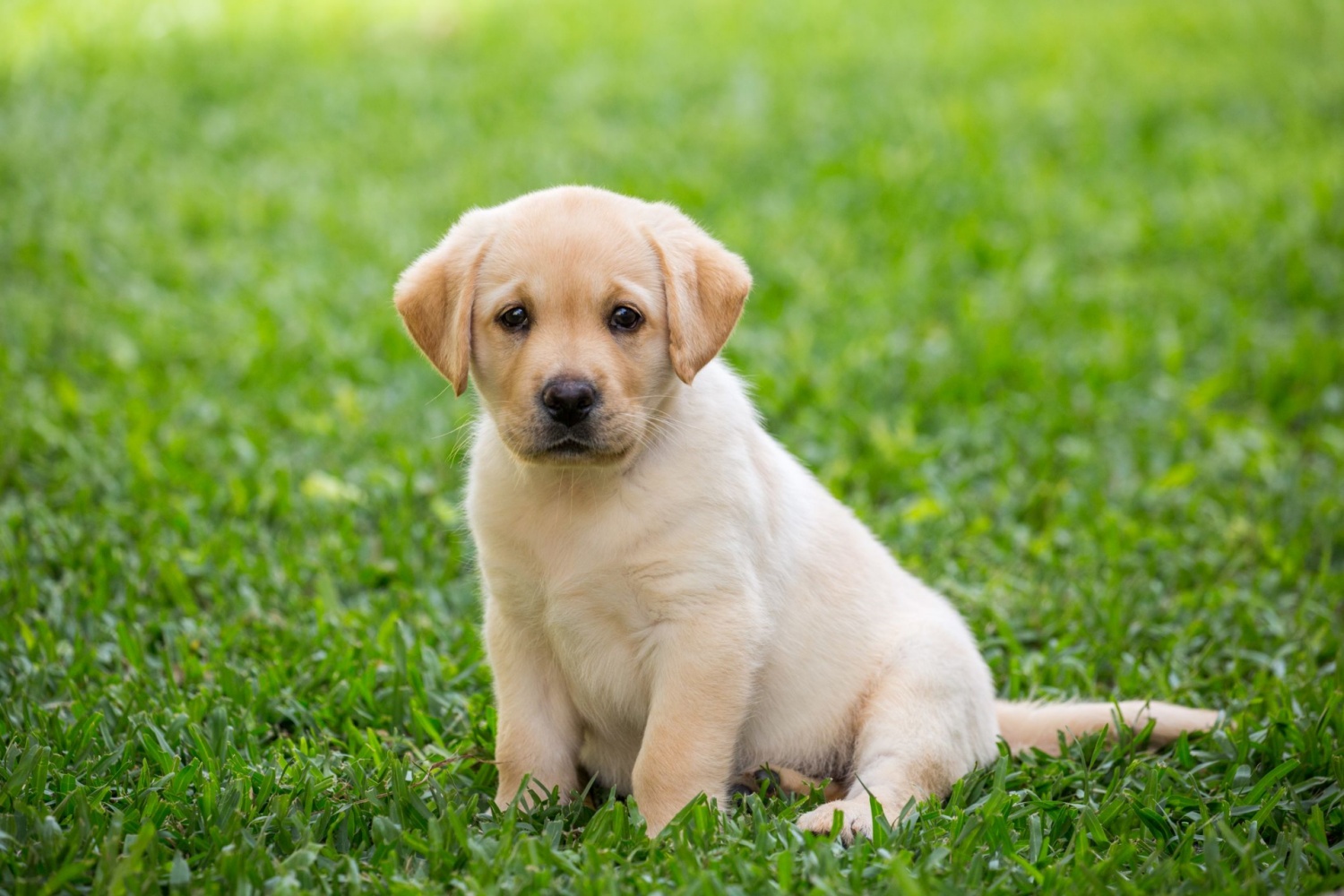 拉布拉多 Labrador