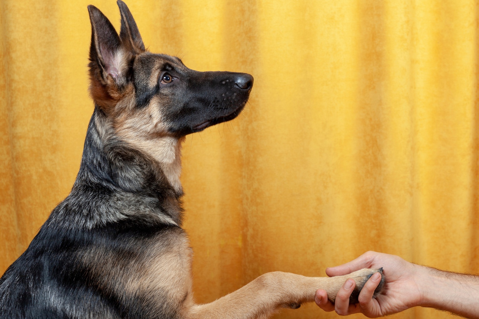 狗狗左撇子 Left handed dog