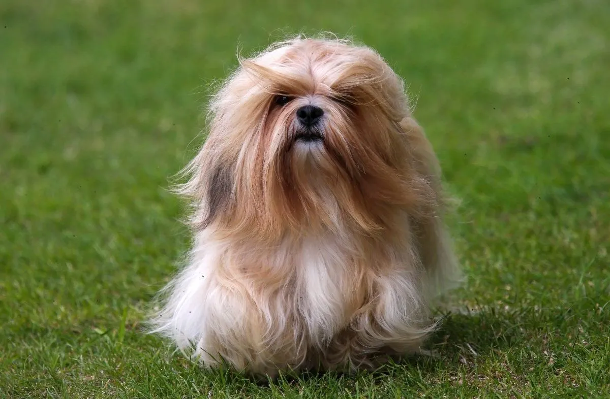 拉萨犬 Lhasa Apso