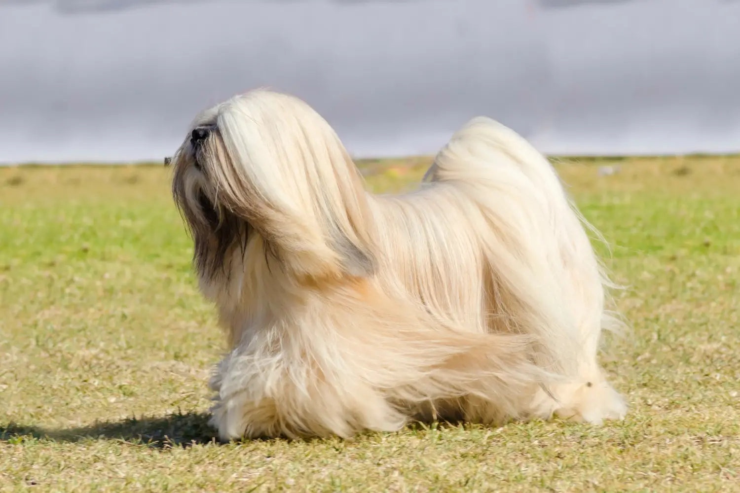 拉萨犬 Lhasa Dog