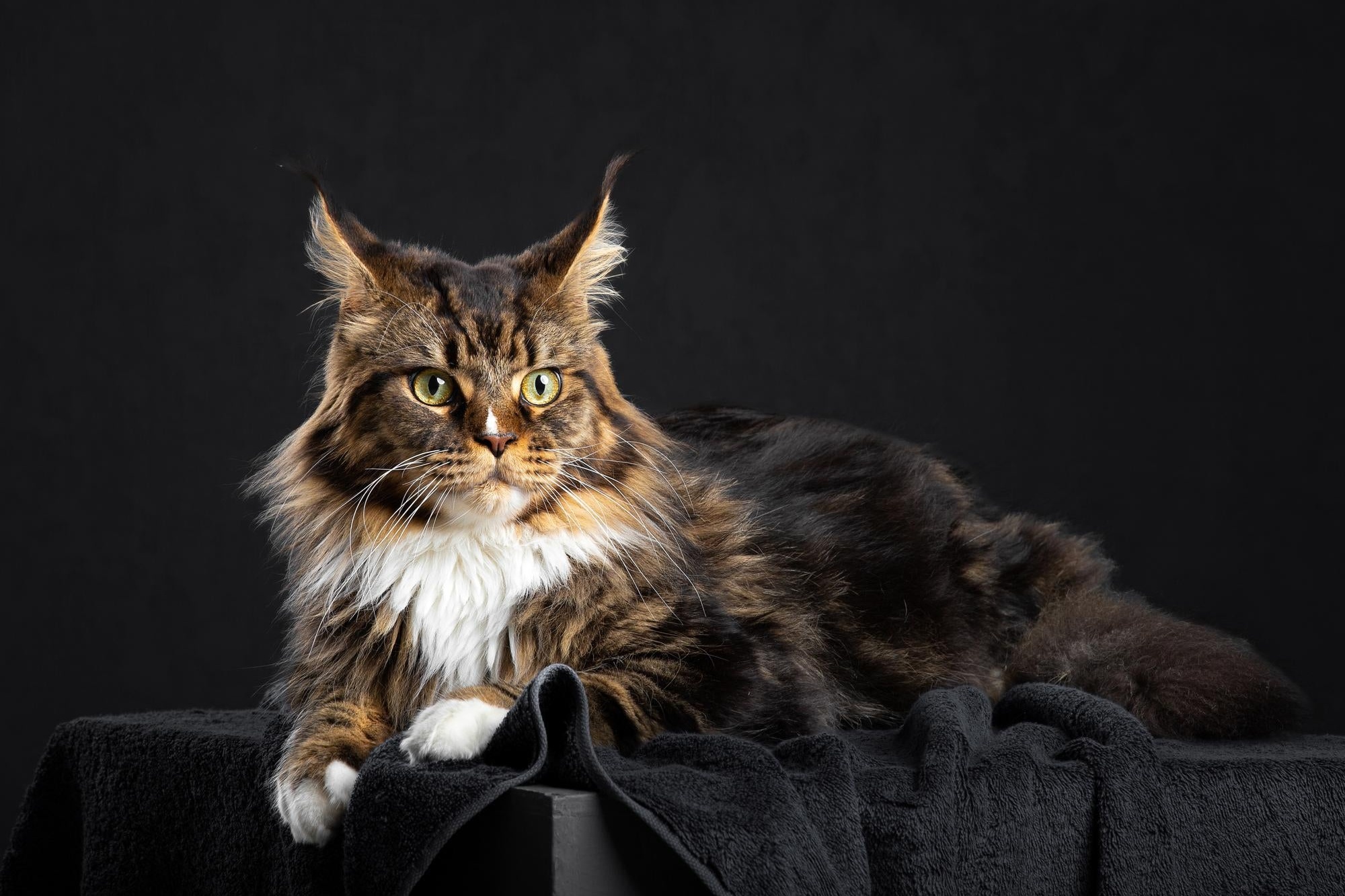 缅因猫 Maine Coon