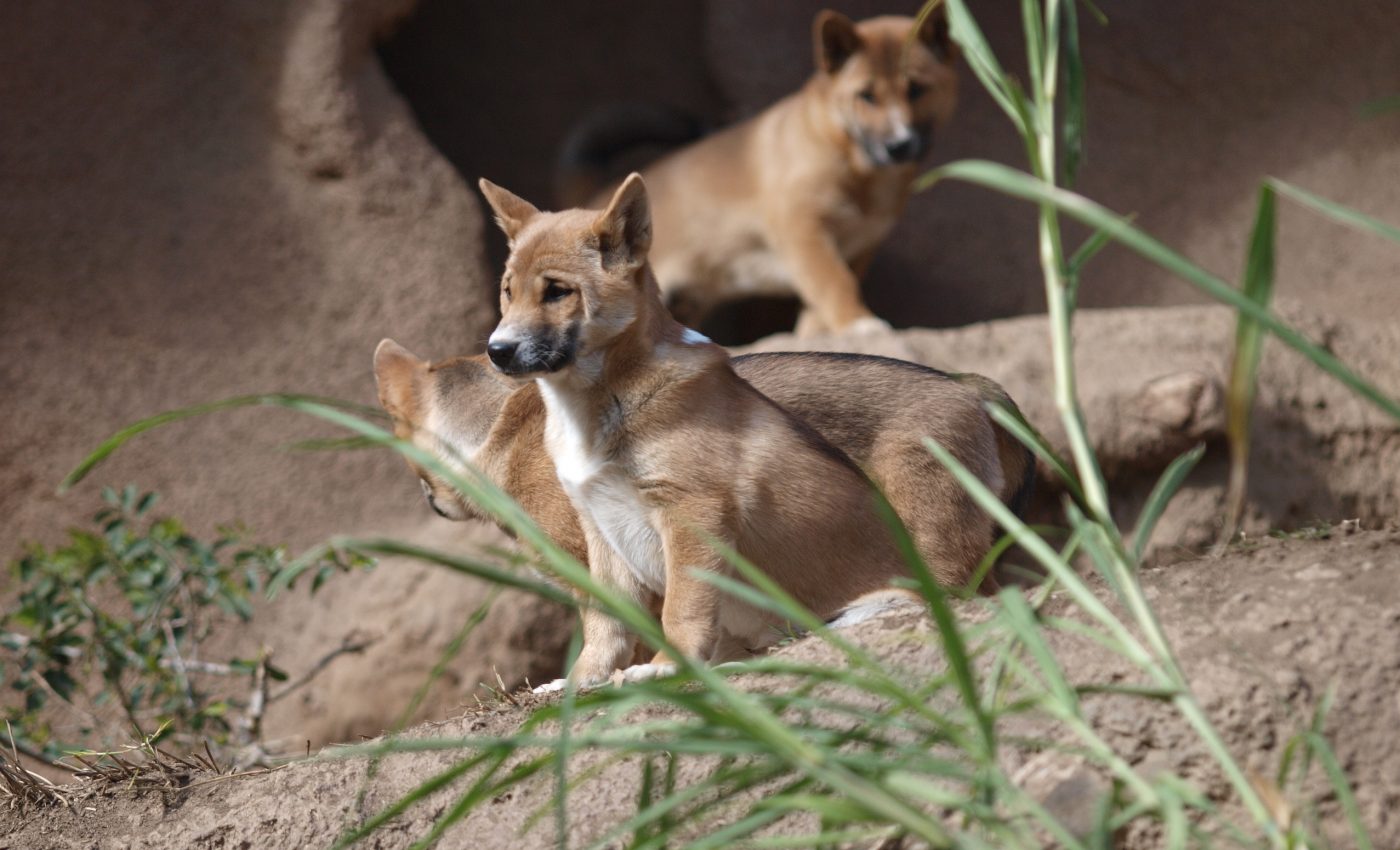 新几内亚唱犬 New Guinea Singing Dog