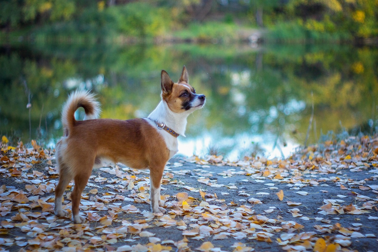 诺波顿猎犬 Norwegian Lundehund