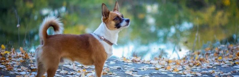 诺波顿猎犬 Norwegian Lundehund