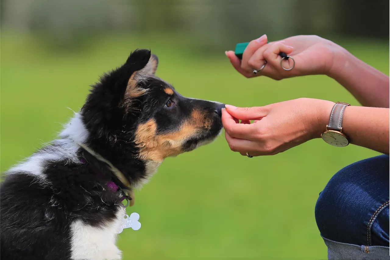 宠物训练 PET TRAINING