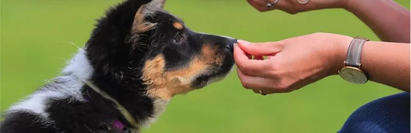 宠物训练 PET TRAINING