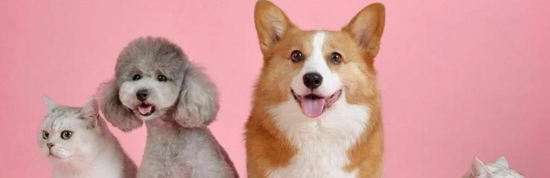 宠物训练 PET TRAINING