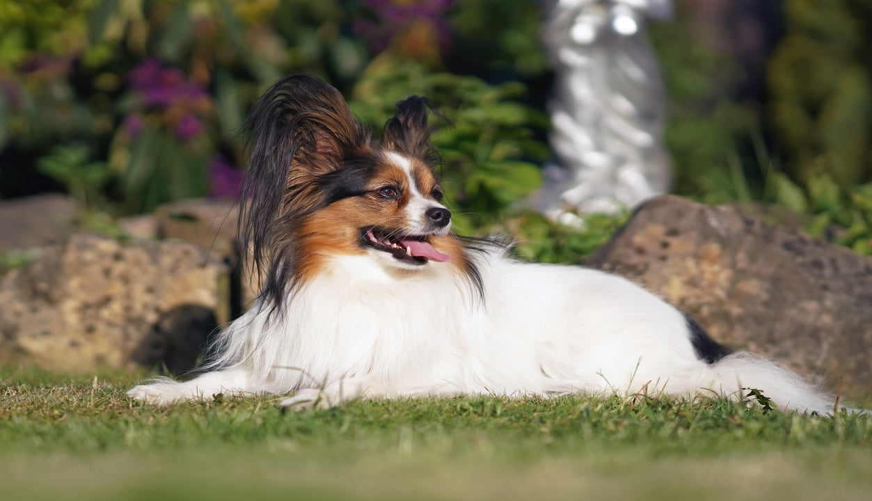 蝴蝶犬 Papillon