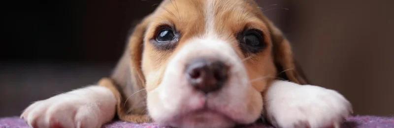 宠物领养 Pet Adoption