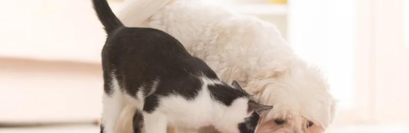 宠物喂养 Pet Feeding
